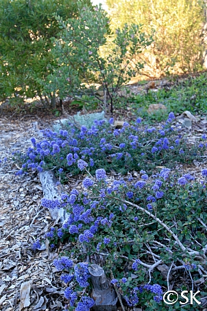 Ceanothus maritimus 'Valley Violet' Santa Barbara ceanothus