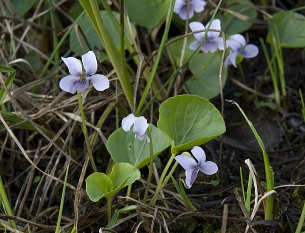 Viola palustris  marsh violet