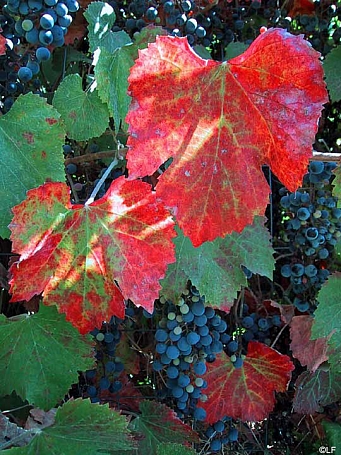 Vitis californica 'Russian River' California grape