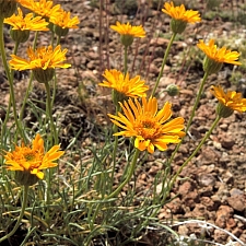 Erigeron linearis  desert yellow fleabane