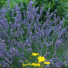 Lavandula x intermedia 'Grosso' lavender