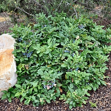 Berberis (Mahonia) aquifolium var. repens  creeping Oregon grape