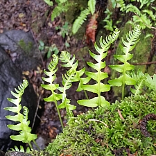 Polypodium glycyrrhiza  licorice fern