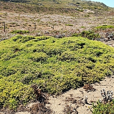Baccharis pilularis - Bodega Dunes form  prostrate coyote bush