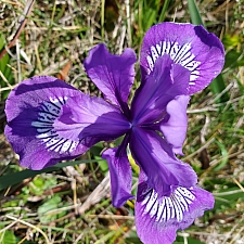Iris douglasiana  Douglas iris