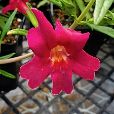Mimulus (Diplacus)  'Jelly Bean Red' monkeyflower