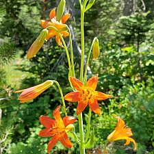 Lilium parvum  alpine lily, Sierra tiger lily