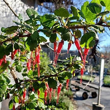 Ribes speciosum  fuchsia-flowered gooseberry