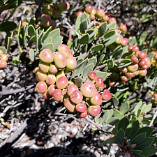 Arctostaphylos montana ssp. montana  Mount Tamalpais manzanita