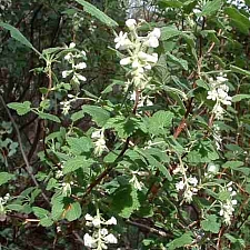 Ribes indecorum  white flowered currant