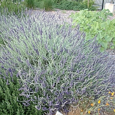 Lavandula   'Goodwin Creek Grey' lavender