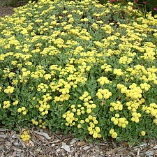 Eriogonum umbellatum  sulphur flower buckwheat