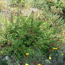 Galvezia (Gambelia) speciosa  island bush snapdragon