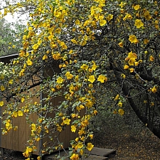 Fremontodendron  'San Gabriel' flannel bush