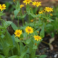 Arnica chamissonis  meadow arnica, chamisso arnica 