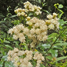 Baccharis glutinosa (douglasii)  marsh baccharis, false willow