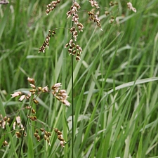 Hierochloe (Anthoxanthum) odorata  sweet grass