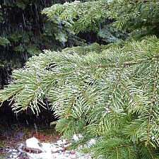 Abies concolor  white fir