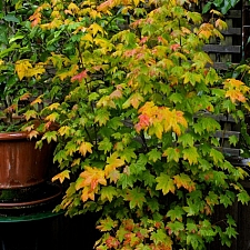 Acer  circinatum  vine maple