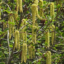 Alnus incana ssp. tenuifolia  mountain alder