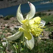 Aquilegia pubescens  Sierra columbine