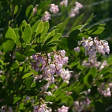 Arctostaphylos densiflora   Vine Hill manzanita