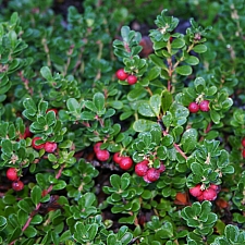 Arctostaphylos uva-ursi 'Wood's Compact' bearberry