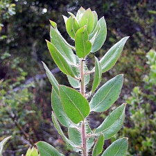 Arctostaphylos columbiana  hairy manzanita