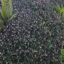 Arctostaphylos uva-ursi 'Radiant' bearberry