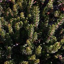 Arctostaphylos uva-ursi 'Point Reyes' Point Reyes bearberry