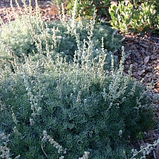 Artemisia pycnocephala 'David's Choice' sandhill sage