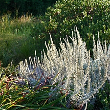 Artemisia pycnocephala  sandhill sage