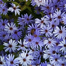 Aster (Symphyotrichum)  'Little Carlow' aster