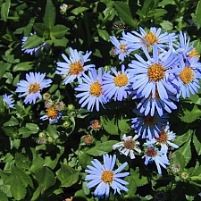 Aster (Symphyotrichum) chilensis 'Point Saint George' California aster
