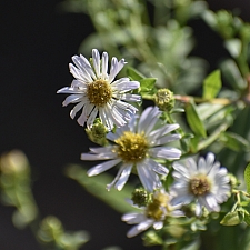 Aster (Symphyotrichum) chilensis 'Olema White' white California aster