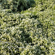 Baccharis pilularis - female  coyote bush