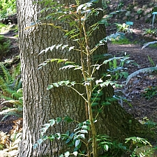 Berberis (Mahonia) nervosa var. mendocinoensis  Mendocino longleaf mahonia