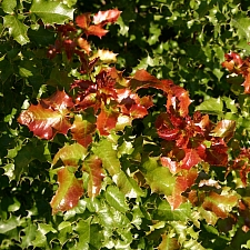 Berberis (Mahonia) pinnata 'Ken Hartman' California barberry, shiny leaf mahonia