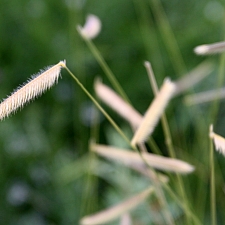 Bouteloua  gracilis 'Blonde Ambition' eye lash grass