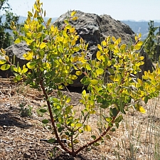 Arctostaphylos manzanita 'Bates' Yellow' common manzanita