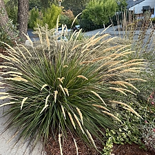 Calamagrostis foliosa x nutkaensis 'Little Nootka' reed grass