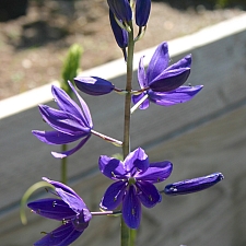 Camassia leichtlinii ssp. suksdorfii  great camas