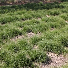 Carex pansa  California meadow sedge, dune sedge