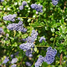 Ceanothus  'Frosty Blue' California lilac