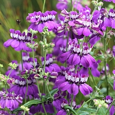 Collinsia heterophylla - Sierra Form  purple Chinese houses