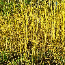 Cornus sericea 'Flaviramea' yellowtwig dogwood