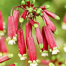 Dichelostemma ida-maia  firecracker flower