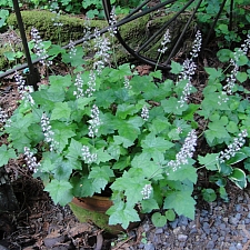 Tiarella trifoliata v. unifoliata  sugarscoop, foamflower