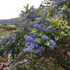 Ceanothus thyrsiflorus 'El Dorado' variegated blue blossom