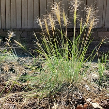 Elymus elymoides  squirrel-tail grass